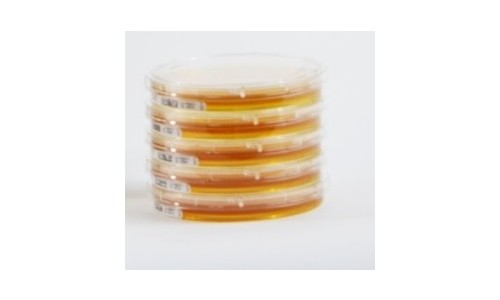 Microbiologie